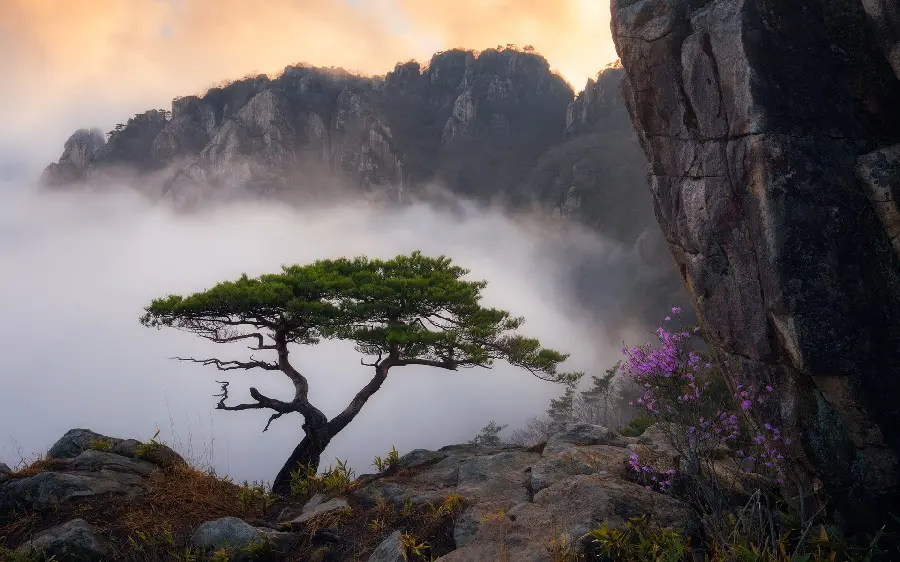 A beautiful background of mountains with a single tree and beautiful fog