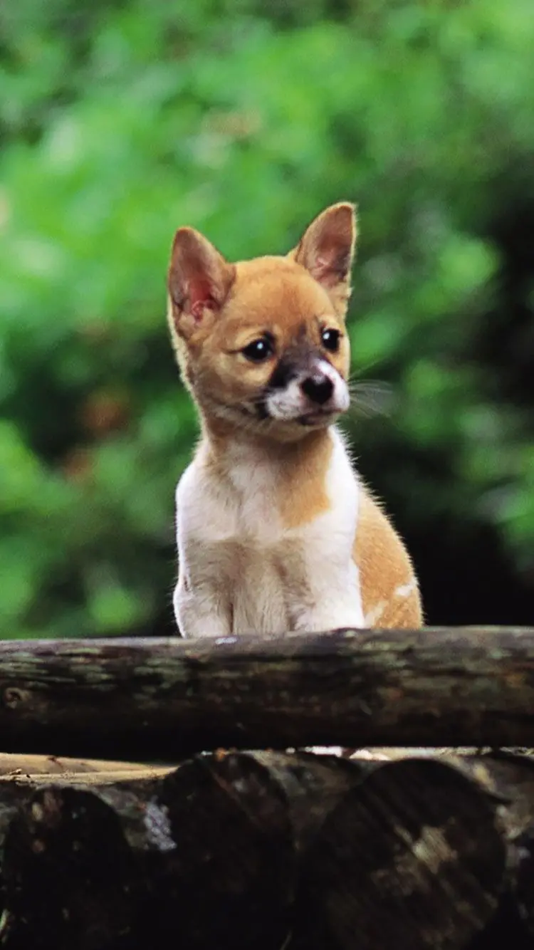 Lovely Dog Picture in Green Nature for Profile