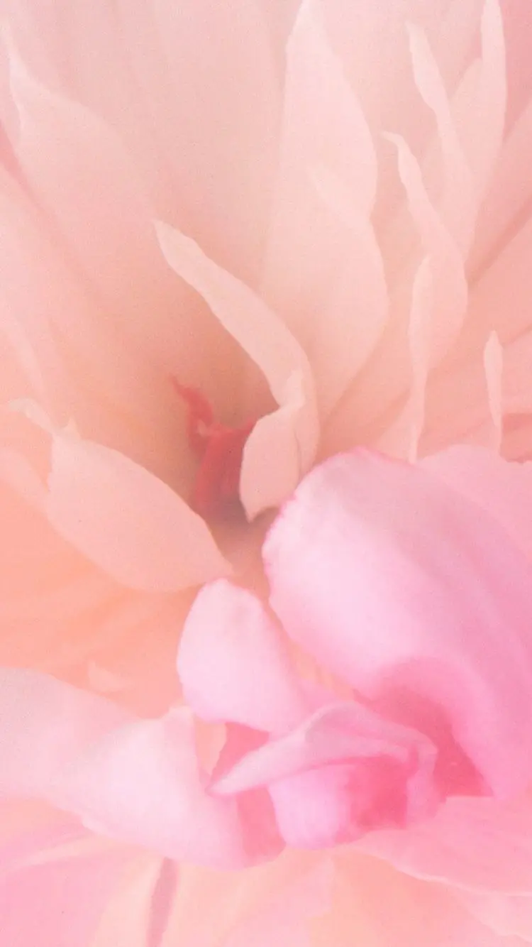 Free download of spring flowers suitable for iPhone backgrounds