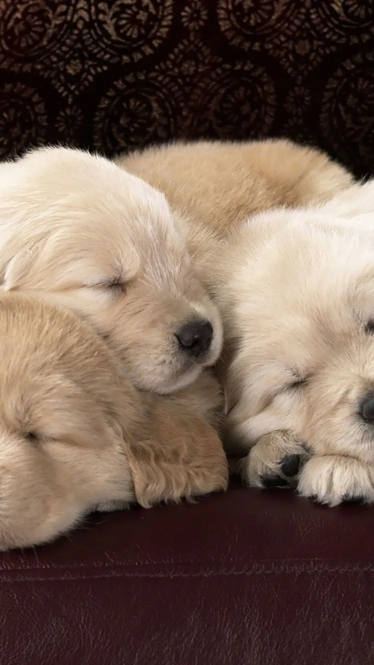 Beautiful and cute Full HD frame of cute sleeping dogs