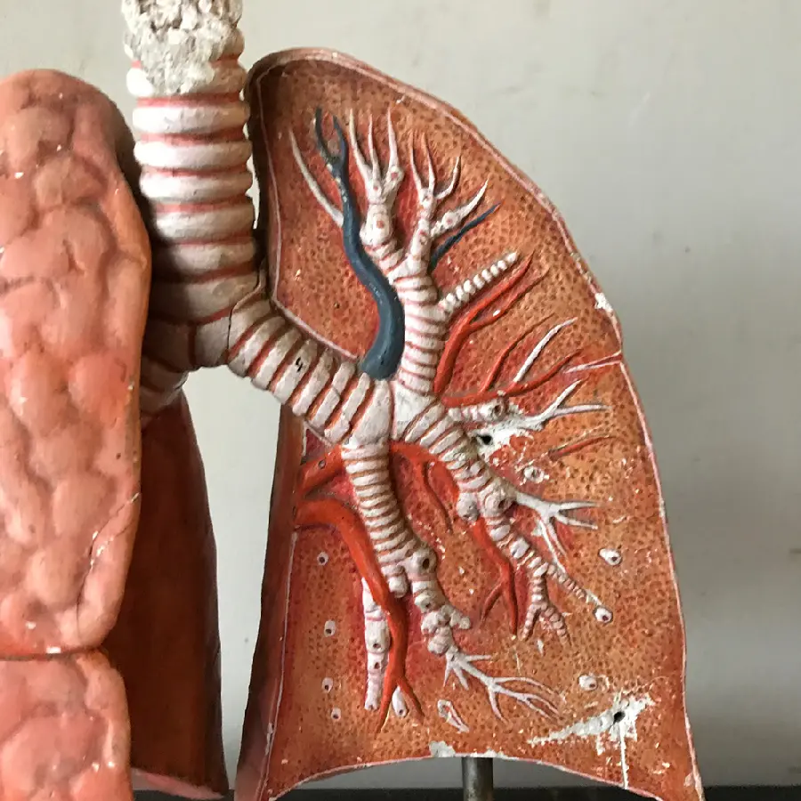 Photo of a lung model High quality
