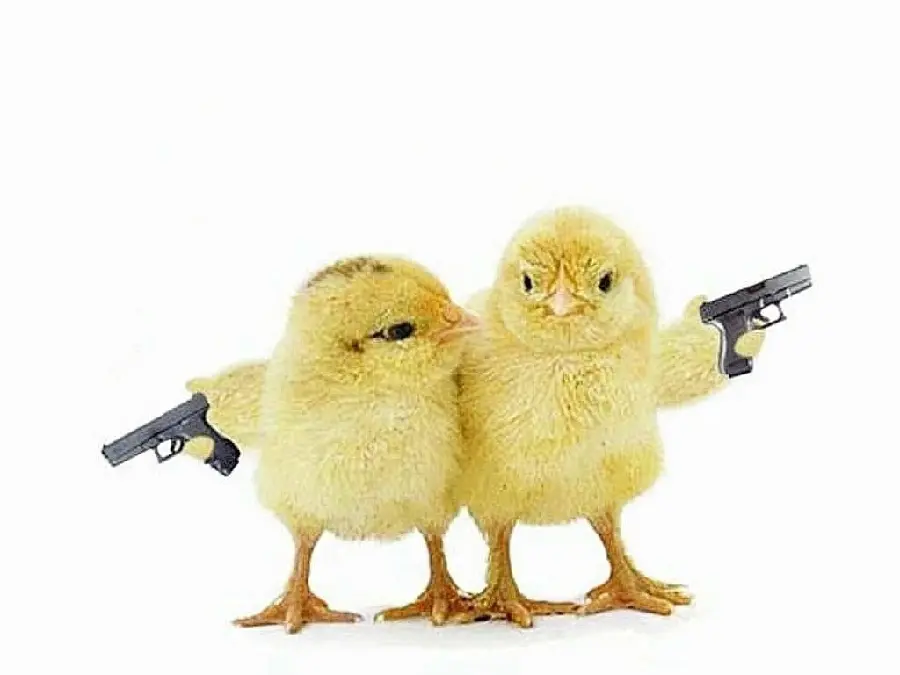 Download funny profile of two chicks with rifles in HD quality