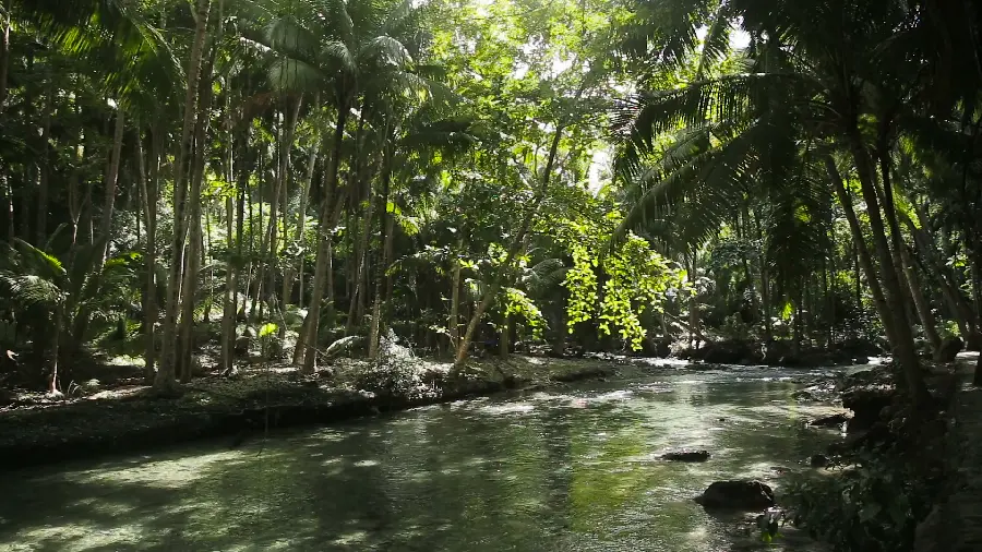 Beautiful image of nature in the forest with a cool and energizing river 