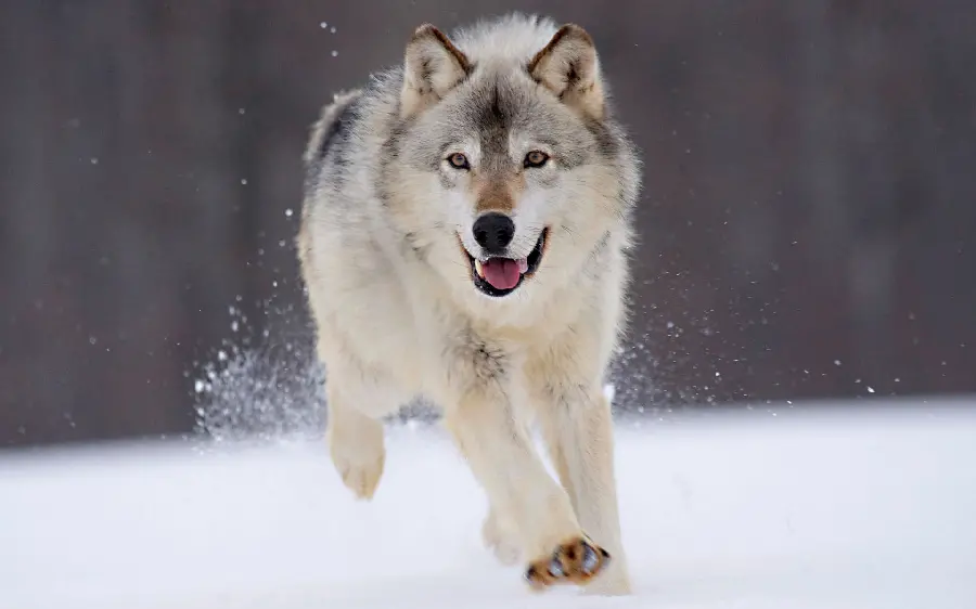 Download photo with bagWolf and Stock Photo of Wolf Moving Towards Camera