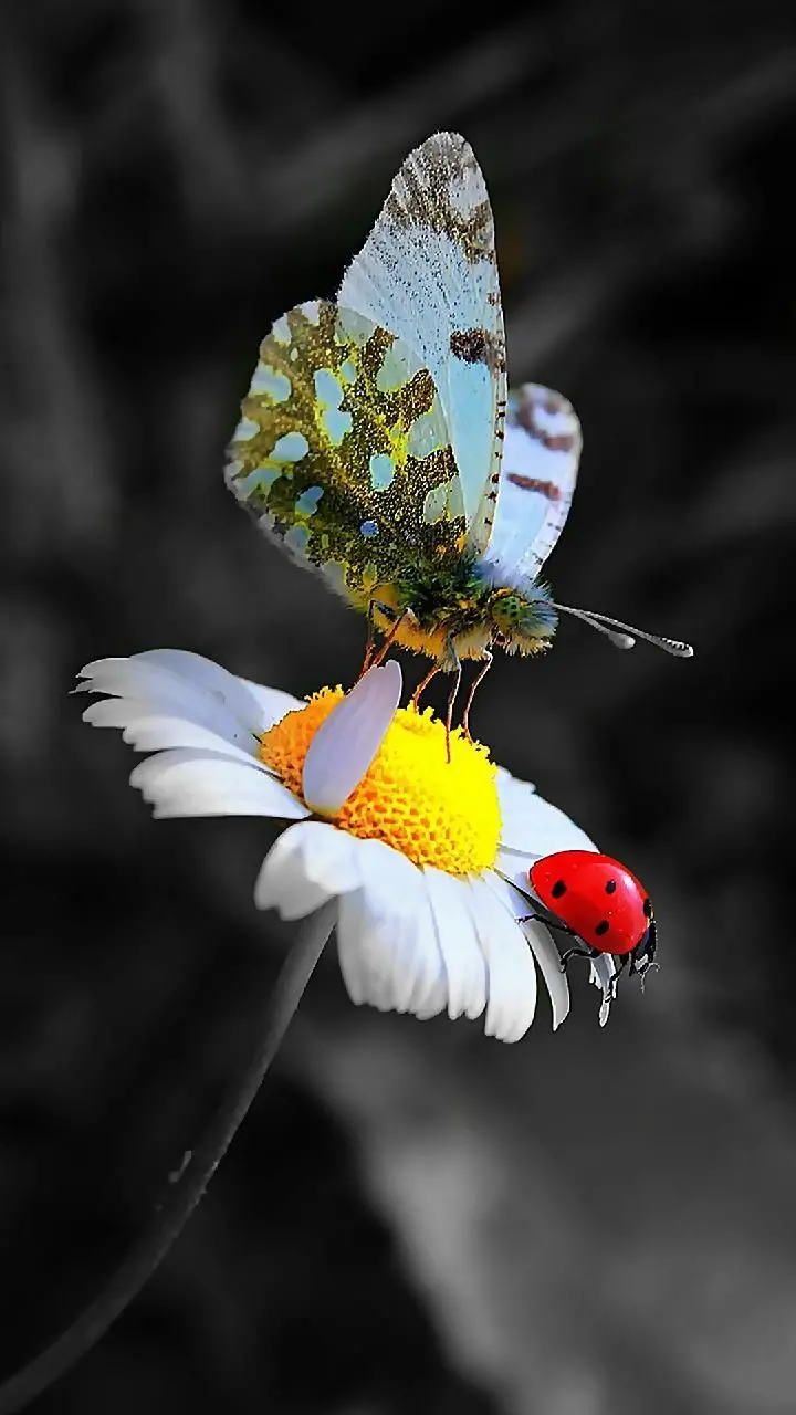 Ladybug FULL HD Photo