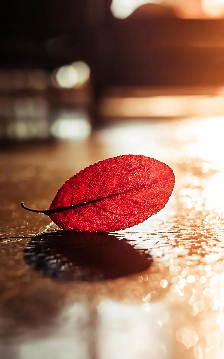 Beautiful and high quality autumn single leaf wallpaper for mobile phone