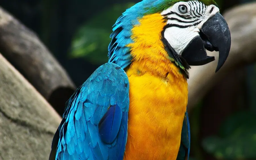 High quality image of a blue-gold macaw parrot with an interesting face for printing