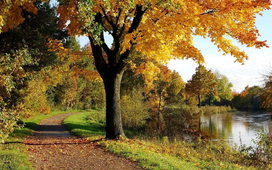 The most beautiful full hd image of yellow autumn nature for printing