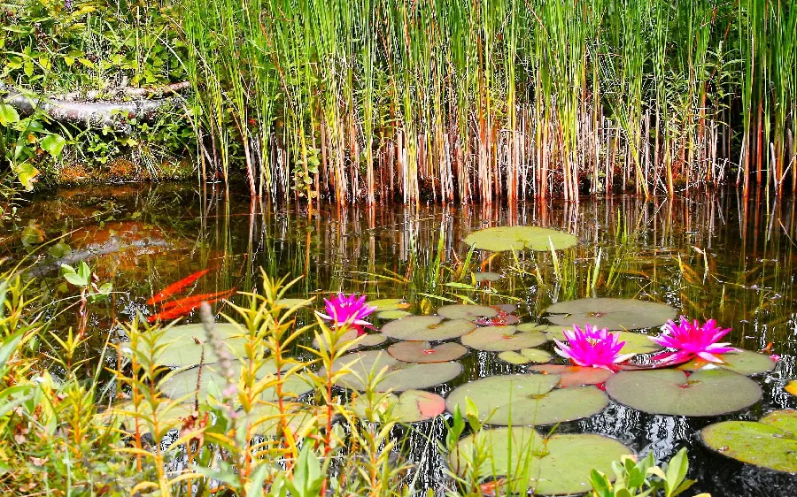 Calm Lake Background with Water Lilies for Windows 11