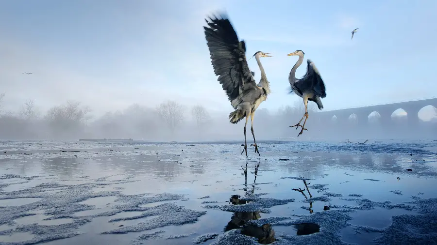Lovely Storks Wallpaper for Computer