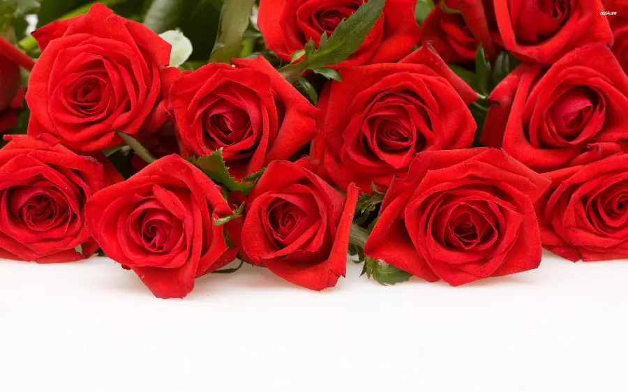 Beautiful red rose photo with a white background for PowerPoint