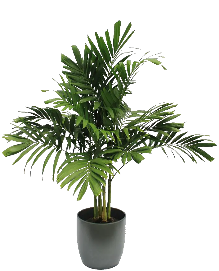 Erica Palm Houseplants Photo PNG Cropped