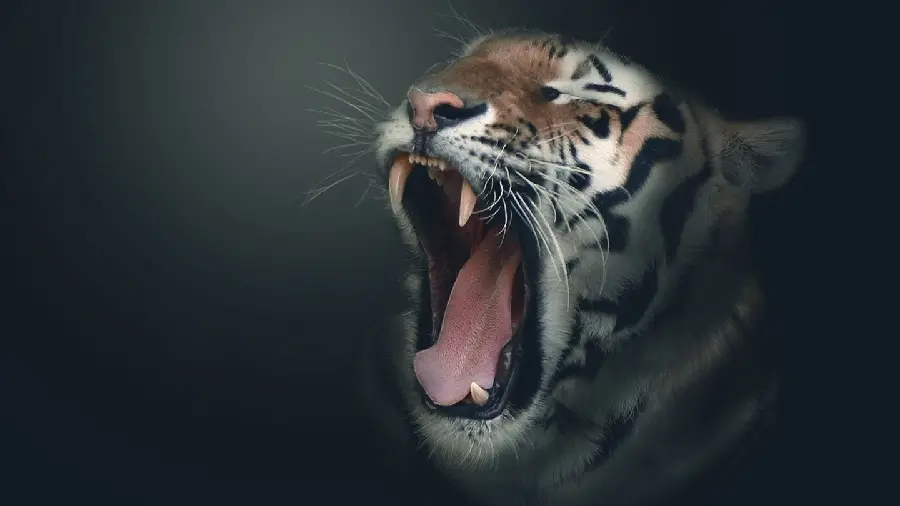 4K Sabertooth Tiger Photo
