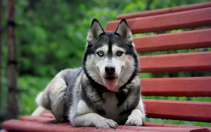 Photo of one of the largest huskies in the world with heterochromia