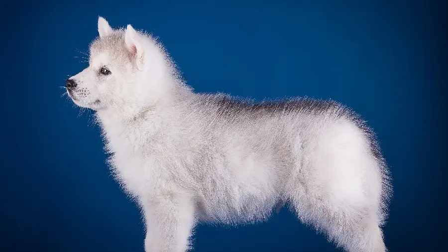Beautiful fluffy white dog full body photo from side angle