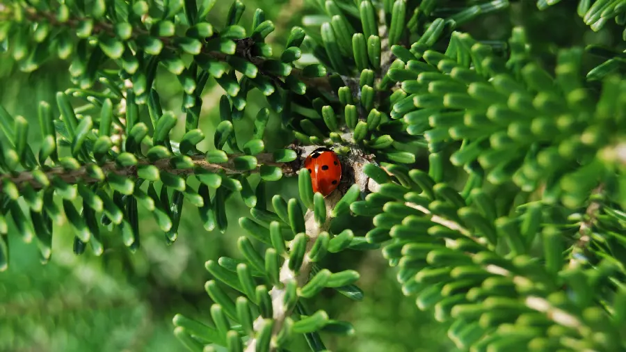 Ladybug profile photo