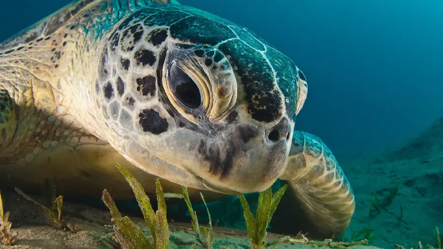 Close-up photo of a large sea turtle