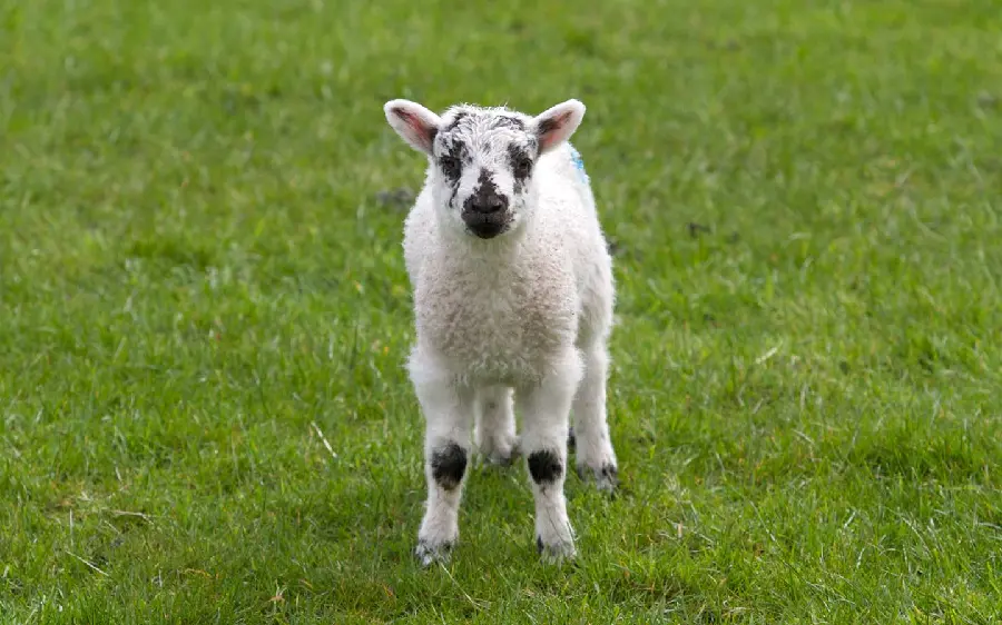 Super cute fluffy white lamb wallpaper in spring nature