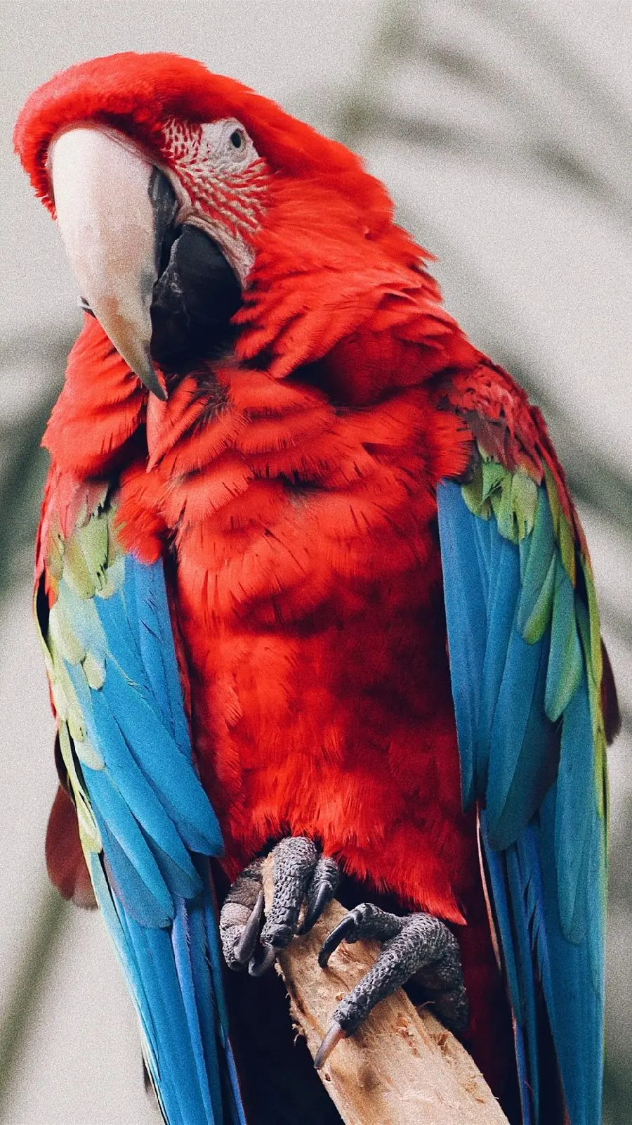 Full HD background of a green-winged macaw parrot for Samsung phones