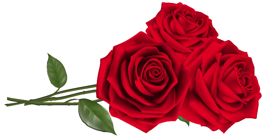 Three red rose branches without background in png format