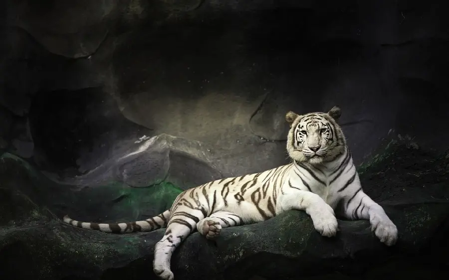 Tiger Photo Suitable for Editing