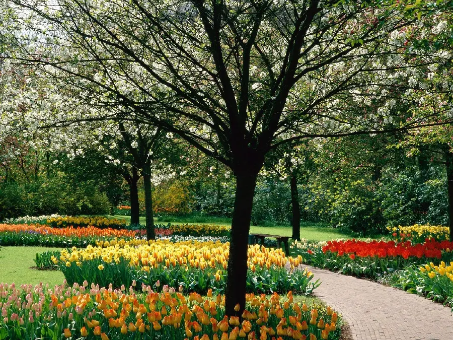 A pleasant picture of a flowery park in spring suitable for Windows background