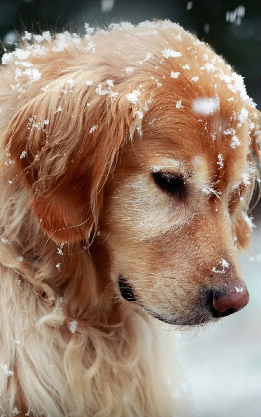 Smart fluffy dog ​​wallpaper in the snow for Samsung 