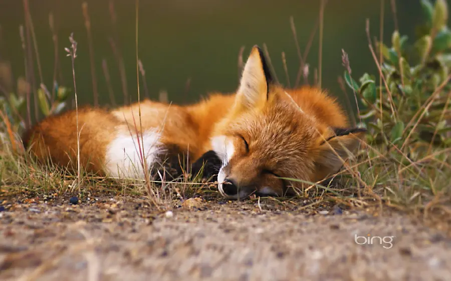 Free Download Photo of Baby Fox Sleeping with Eyes Closed