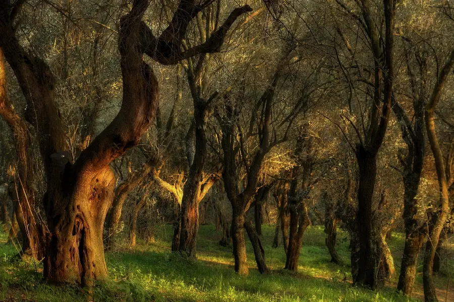 Dreamy image of the play of light in the green forest for printing a tableau carpet
