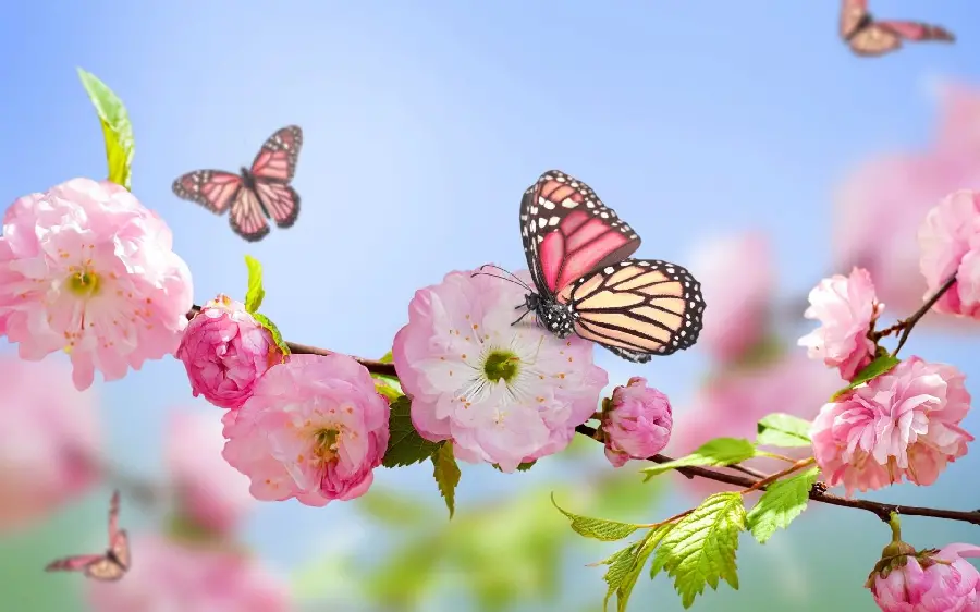 Spring blossom and butterfly wallpaper
