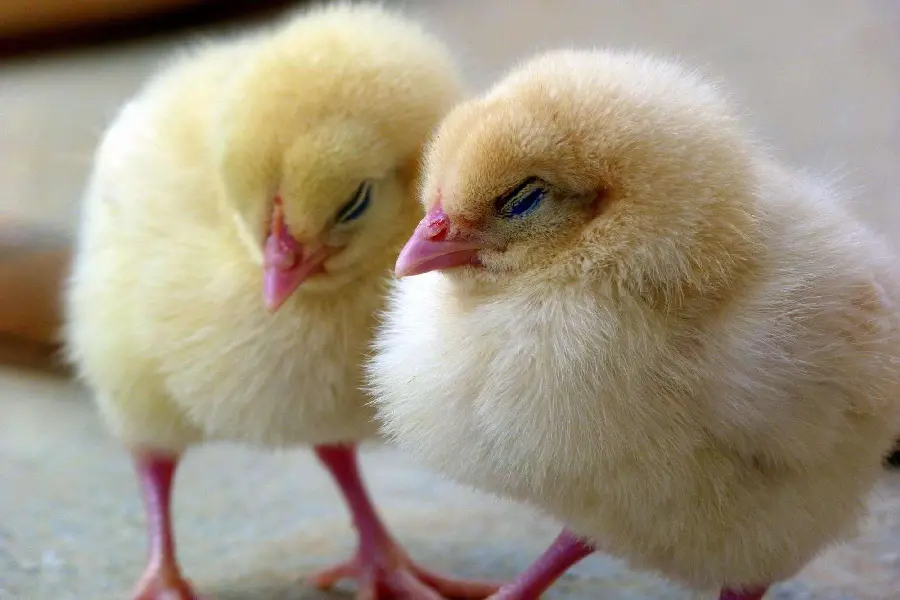 The most beautiful colored chick romantic profile design 1402