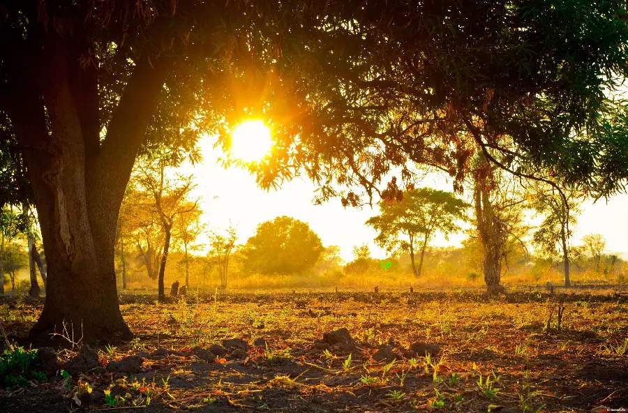 Photo of a sunrise background in a beautiful spring season
