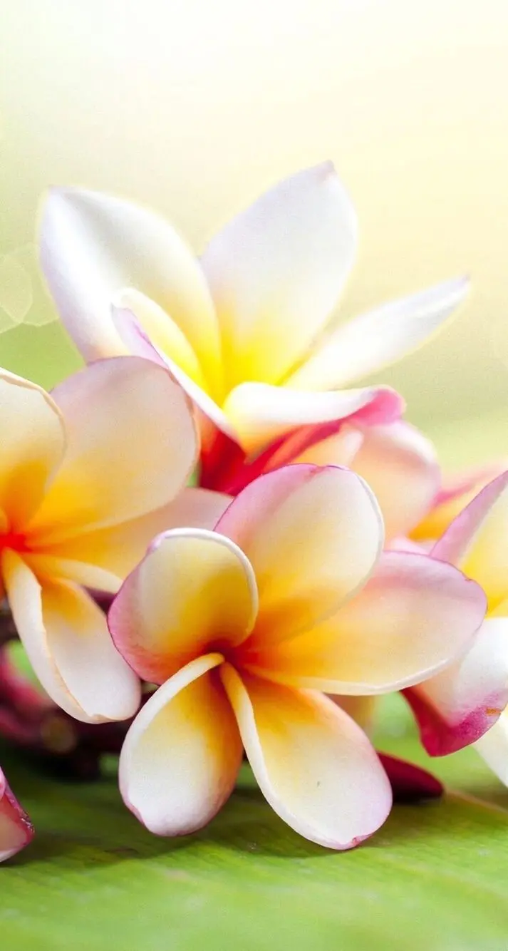 Spectacular tropical plumeria flower background for iPhone
