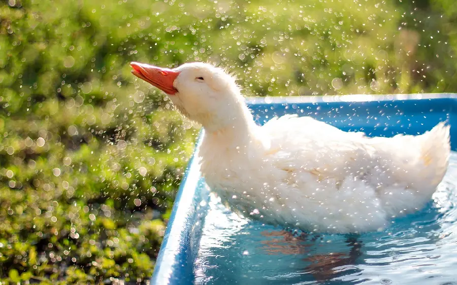 Playful duck photo taking a bath