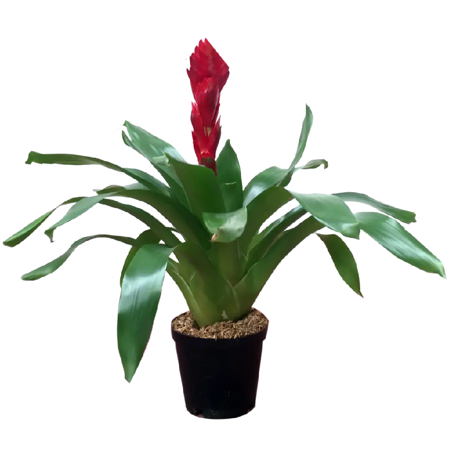 Luxury photo of stylish pot png