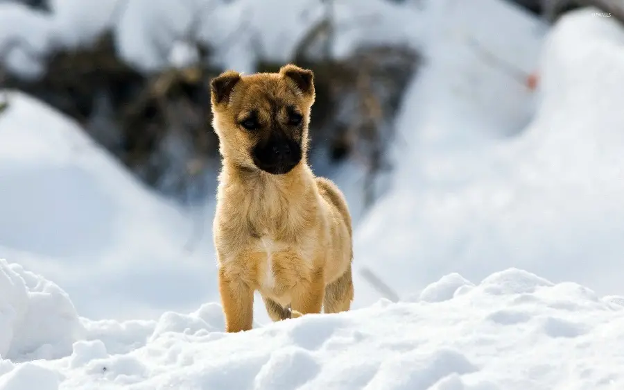 White German Shepherd Dog Photo