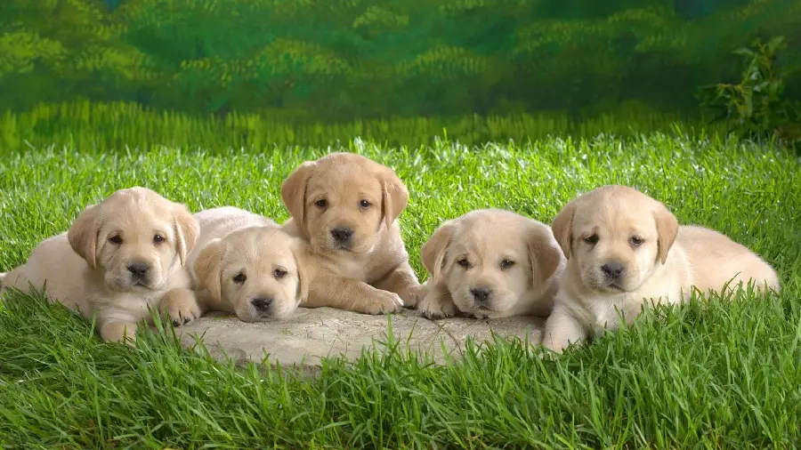 Soothing background of beautiful puppies in nature