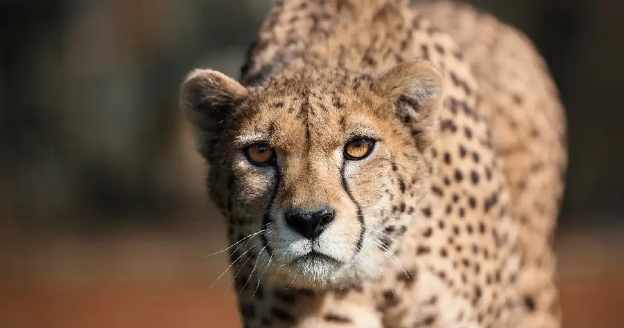 A picture of a wild and dangerous cheetah in front