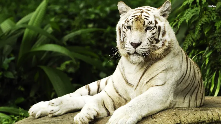 White Tiger Cub Photos