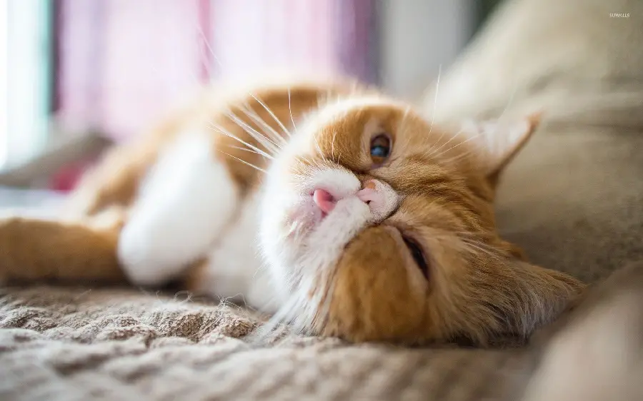 Persian cat googly pose wallpaper in 4K quality