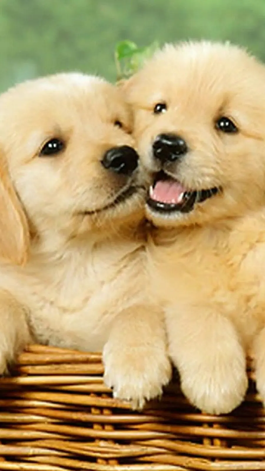 HD Photo of Little Fluffy Puppies in Cream Color