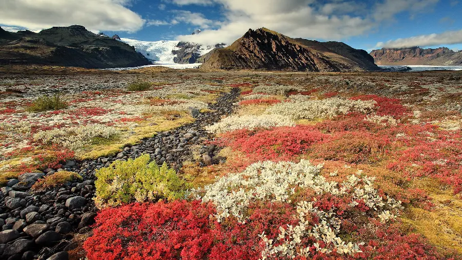 Interesting nature photo with colorful plants suitable for full hd printing