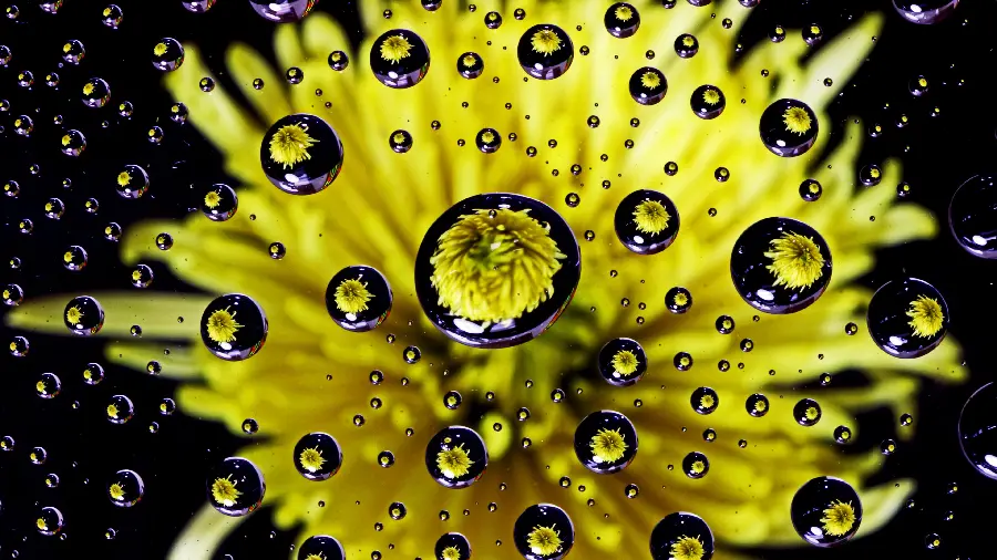 Yellow Flower Wallpaper with Black Background