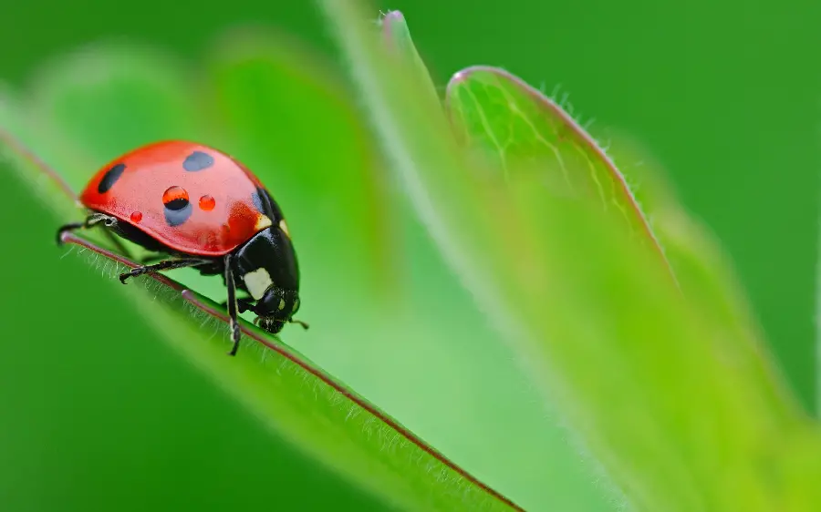 Ladybug sad wallpaper