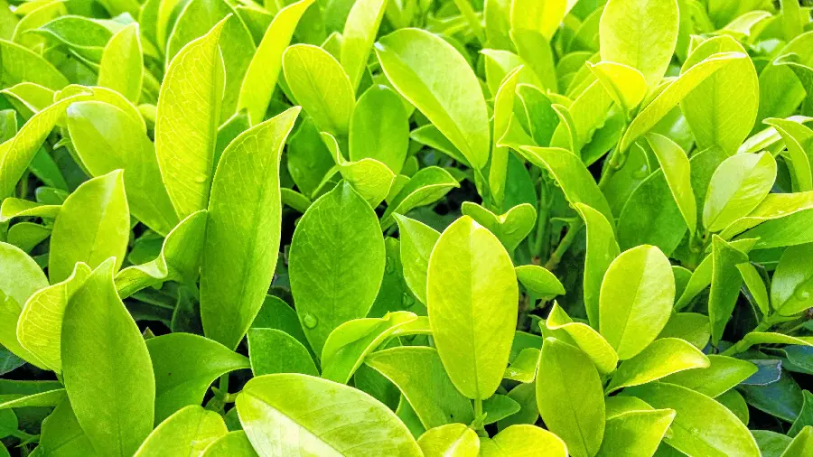 Green Houseplant Wallpapers