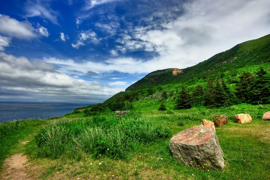 4K laptop background with tree stump design in lush nature