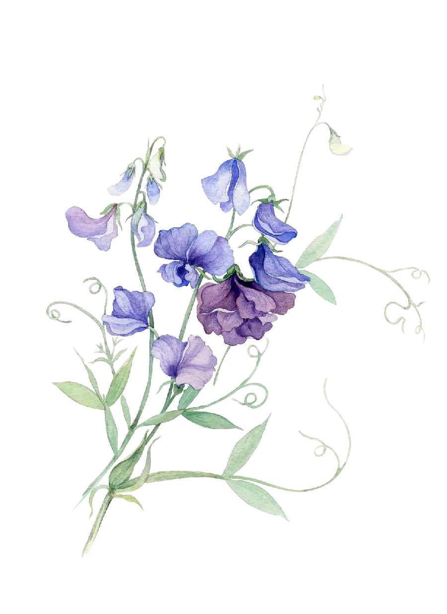 Purple watercolor flower without background PNG for Photoshop