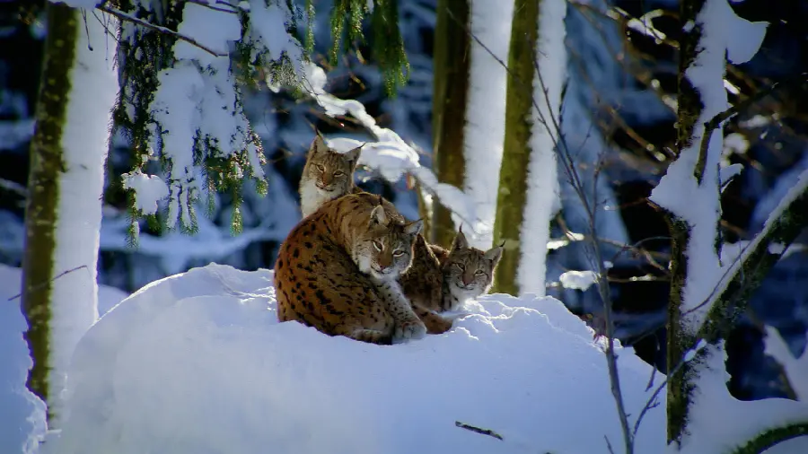 Incredible photo of wild cats you have never seen before in 4k quality