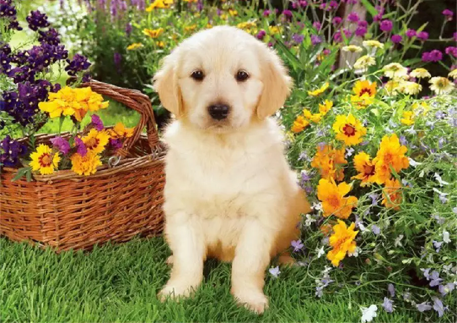 8k Photo of a Little Fluffy Dog in Nature Spring Flowers