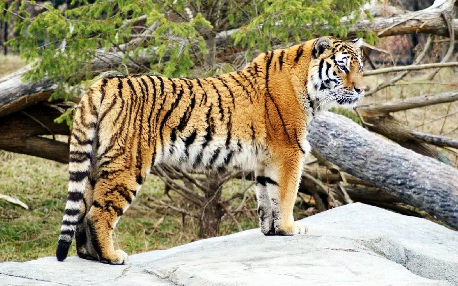 Beautiful Tiger Face Photos